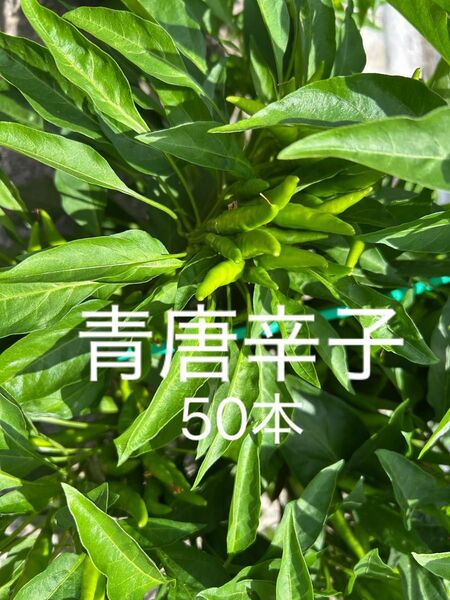 青唐辛子 鷹の爪 唐辛子 トウガラシ 野菜 野菜鷹の爪