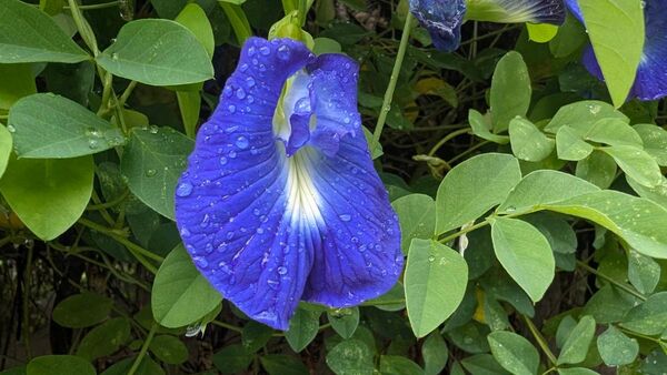 バタフライピーの種《100粒+・無農薬・沖縄産》