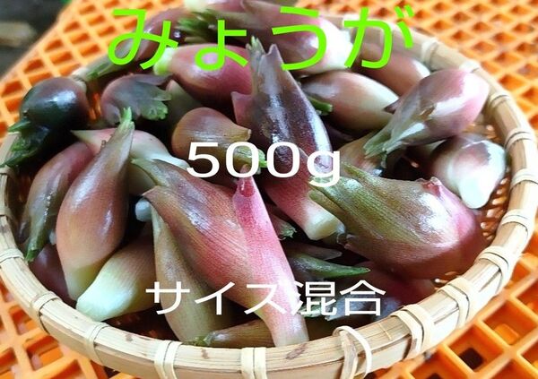 みょうが サイズ混合500g 完熟牛糞堆肥栽培 鮮度保持袋入り 常温発送