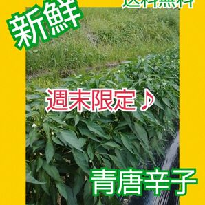 週末限定♪【大分県産】青唐辛子300g