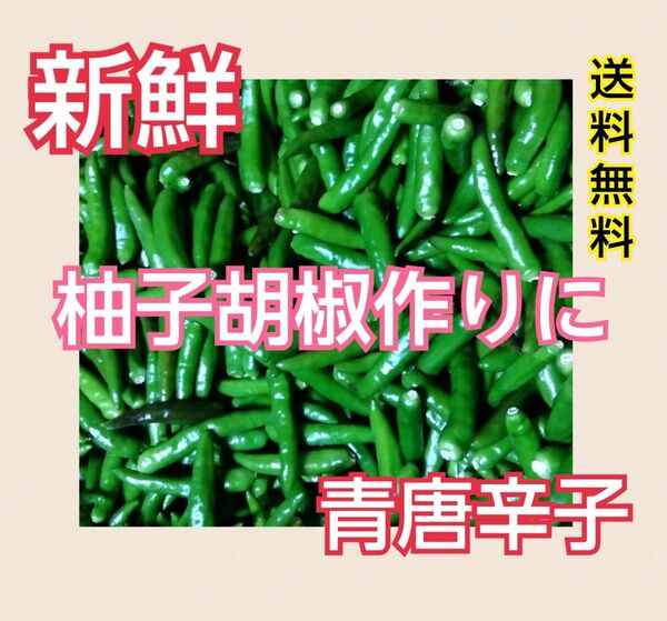 柚子胡椒作りに♪【大分県産】青唐辛子500g