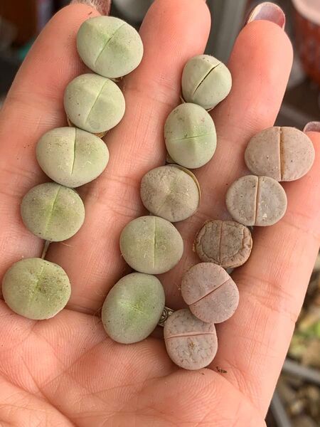 多肉植物 リトープス 緑春桃 ボルキ セット