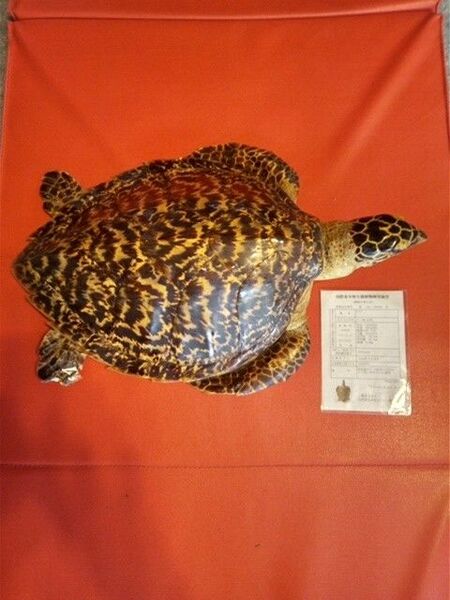 タイマイ(ベッコウ亀)登録済み直後(5枚目の写真詳細)値引き可能