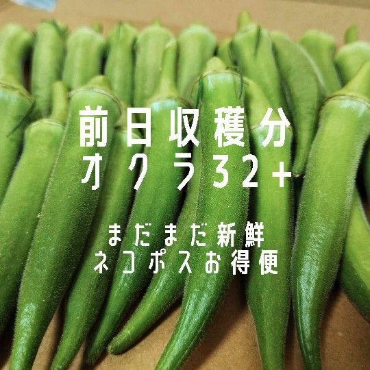 【訳あり特価】7/16収穫分★農薬不使用オクラ★ネコポスいっぱい_071601
