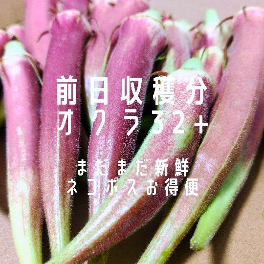【訳あり特価】7/16収穫分★農薬不使用オクラ★ネコポスいっぱい_071601