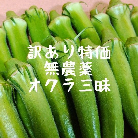 【訳あり特価】無農薬オクラ三昧!ネコポスいっぱい_Y071906