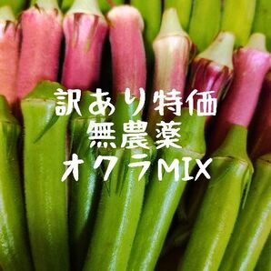 【訳あり特価】無農薬オクラ三昧!ネコポス発送_Y072701