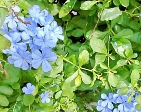 ルリマツリ(ブルー)の挿し穂12本
