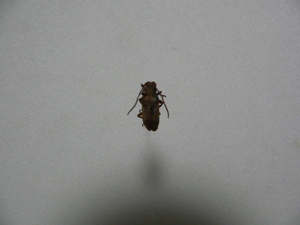 B126 カミキリムシ　北大東島産　昆虫　甲虫　標本