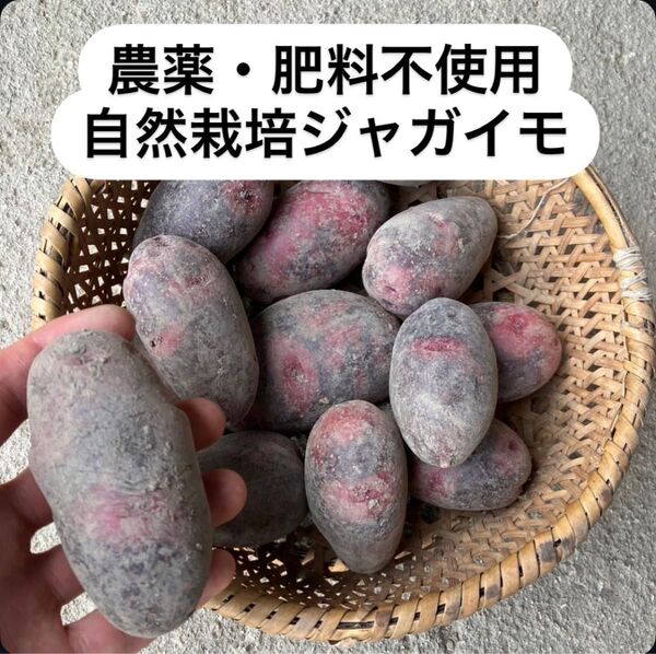 農薬・肥料不使用 グラウンドペチカ(デストロイヤー) 種芋にも◎