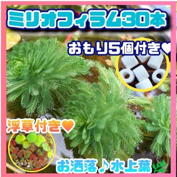 水草セット ミリオフィラム30本+おもり15個 水上葉 おまけアカウキクサ 天然 アナカリス追加可能 オレンジフィラム
