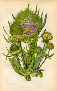 1854年 Pratt 多色石版画 英国の顕花植物 スイカズラ科 オニナベナ ナベナ属 3種