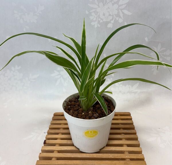 スパイダープラント(オリヅルラン 属)抜き苗 1株観葉植物