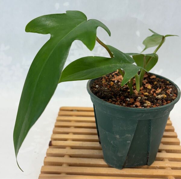 フィロデンドロン フロリダゴースト抜き苗1枚 観葉植物