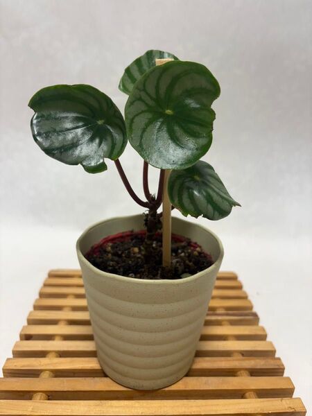 スイカペペロミア 抜き苗1株 観葉植物