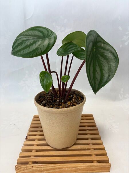 スイカペペロミア 抜き苗1株 観葉植物