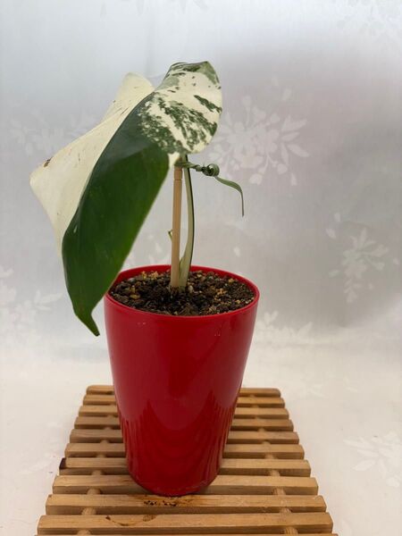 斑入りモンステラ ボルシギアナ 抜き苗1株 観葉植物