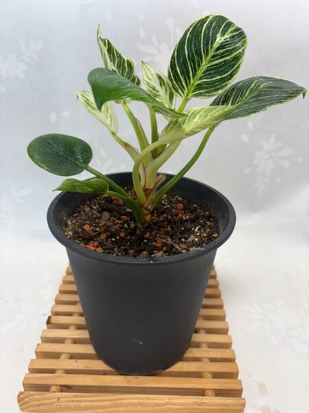 フィロデンドロン・バーキン 美しい観葉植物 抜き苗1株