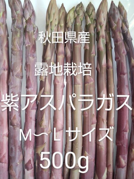 秋田県産 紫アスパラガス M〜Lサイズ 500g