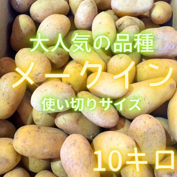 大人気品種の メークイン ジャガイモ 03