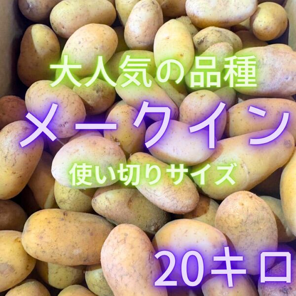 大人気品種の メークイン ジャガイモ 04