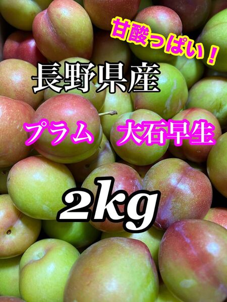 長野県産 プラム大石 訳あり品 2kg