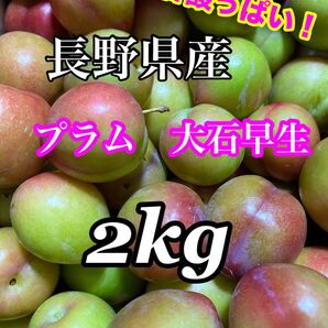 長野県産 プラム大石 訳あり品 2kg