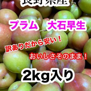 長野県産 プラム大石 訳あり品 2kg