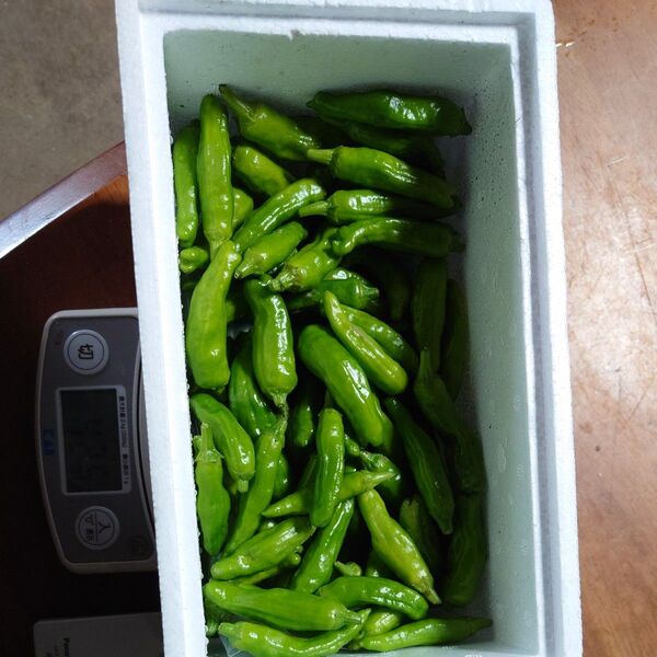 新鮮 無農薬採りたて ししとう400g