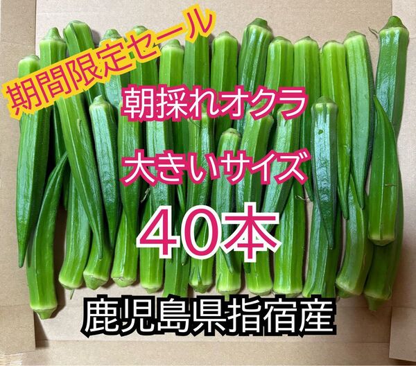 期間限定セール!【訳あり】鹿児島県指宿産 朝採れオクラ40本 大きいサイズ混合品