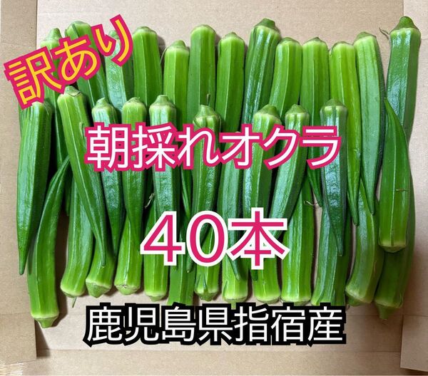 【訳あり】鹿児島県指宿産 朝採れオクラ40本 混合品