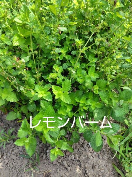 レモンバームとローズマリーとバジルと青じそ