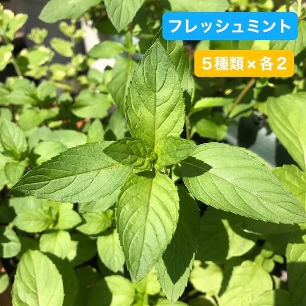 フレッシュハーブ5種類×各2本 チョコレート オレンジ オーデコロン ラベンダー パイナップル