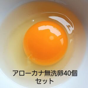 放し飼いアローカナ無洗卵40個セット