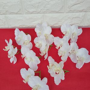 (SALE対象品)胡蝶蘭ヘッド