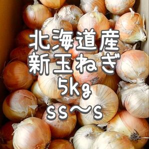 5kg 北海道産 新玉ねぎ 2025 小さい玉葱 たまねぎ