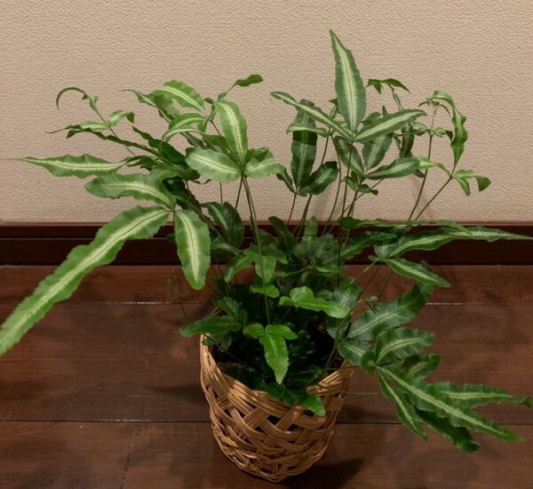 プテリス シダ植物 観葉植物 インテリアグリーン