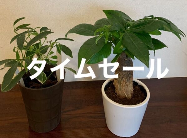 パキラ とシェフレラ2鉢セット 観葉植物 インテリアグリーン 空気洗浄 底面給水ポット付き