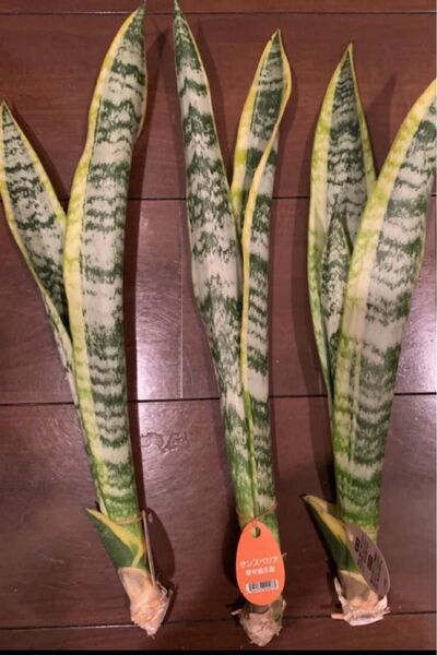 【新入荷】サンスベリア 3本セット 抜き苗 観葉植物 空気洗浄 正規品 高さ約42~44cm 葉っぱの幅約4~7cm