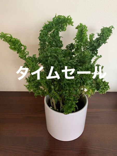 【新入荷】運気アップ観葉植物ネフロレピス 鉢ごと発送 ボリューム満点 今日だけこの価格!