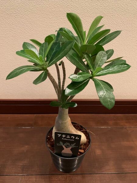 【新入荷】アデニウム 塊根植物 コーデックス 観葉植物 多肉植物 鉢ごと発送 正規品