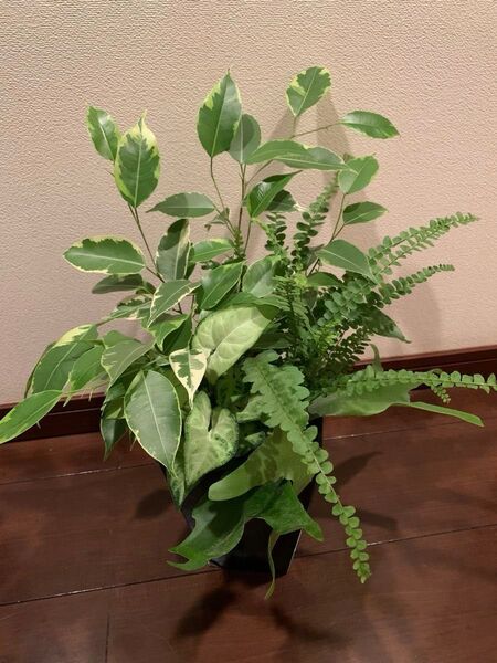 運気アップ観葉植物ベンジャミンとプテリスとシンゴニウムホワイトバタフライとコウモリランの寄せ植え 鉢ごと発送 高さ約42cm