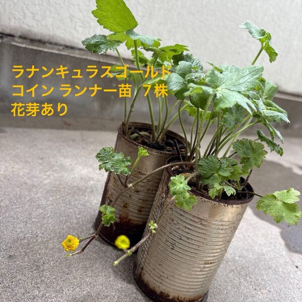 ラナンキュラスゴールドコイン 苗 7株 花芽あ