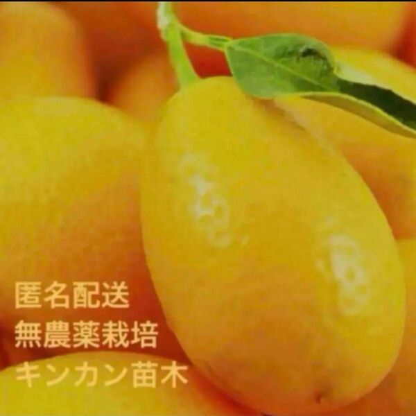 匿名配送 無農薬栽培 キンカン苗木