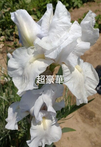 値下ジャーマンアイリス球根1個