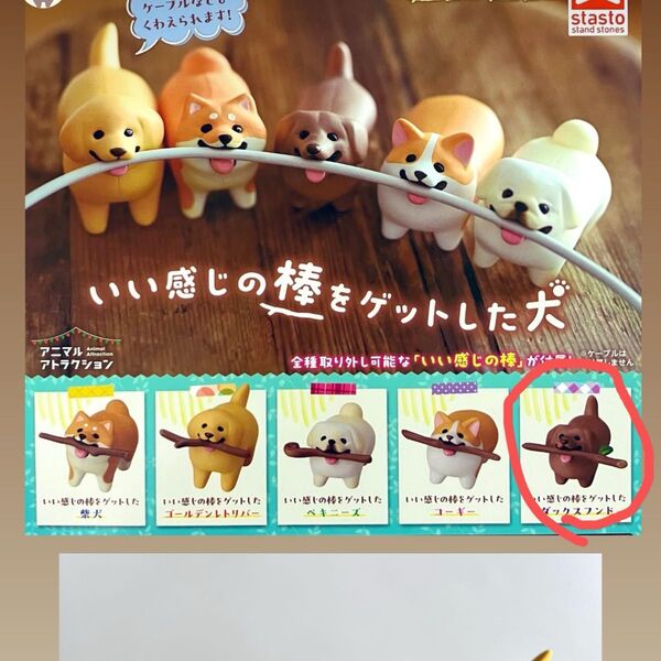 いい感じの棒をゲットした犬 ダックスフンド