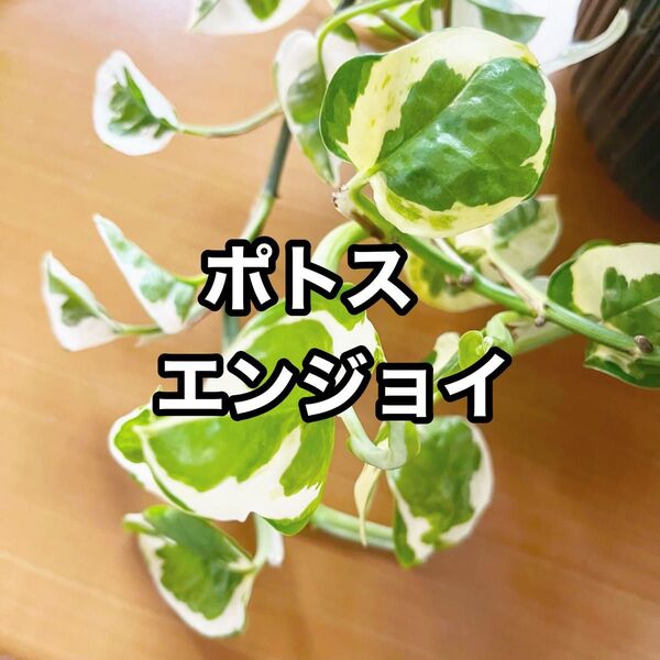 ポトス エンジョイ カット苗 1本 b