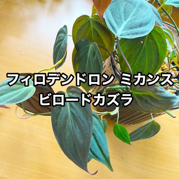 フィロデンドロン ミカンス ビロードカズラ カット苗 1本 a
