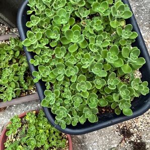 多肉植物 アロマティカとても良い香り