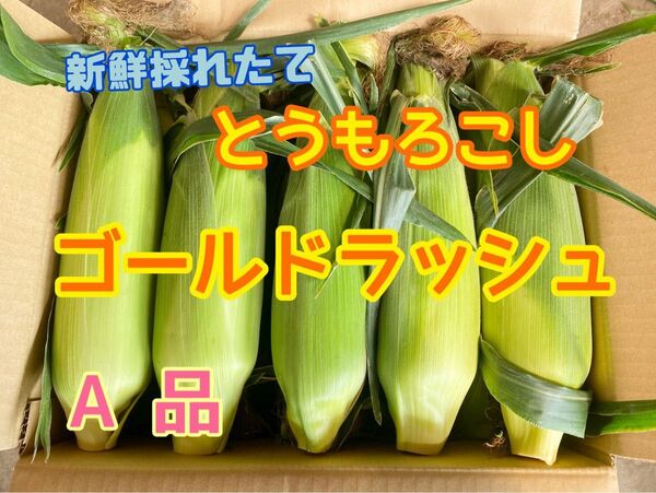 収穫日即日発送 朝採りとうもろこし5本 新鮮ゴールドラッシュ 茨城県産